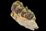 Fossil Horse (Mesohippus) Jaw Section - South Dakota #157467-1
